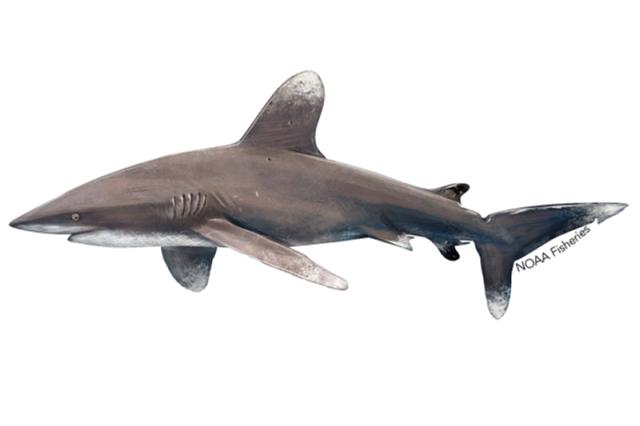 Oceanic Whitetip