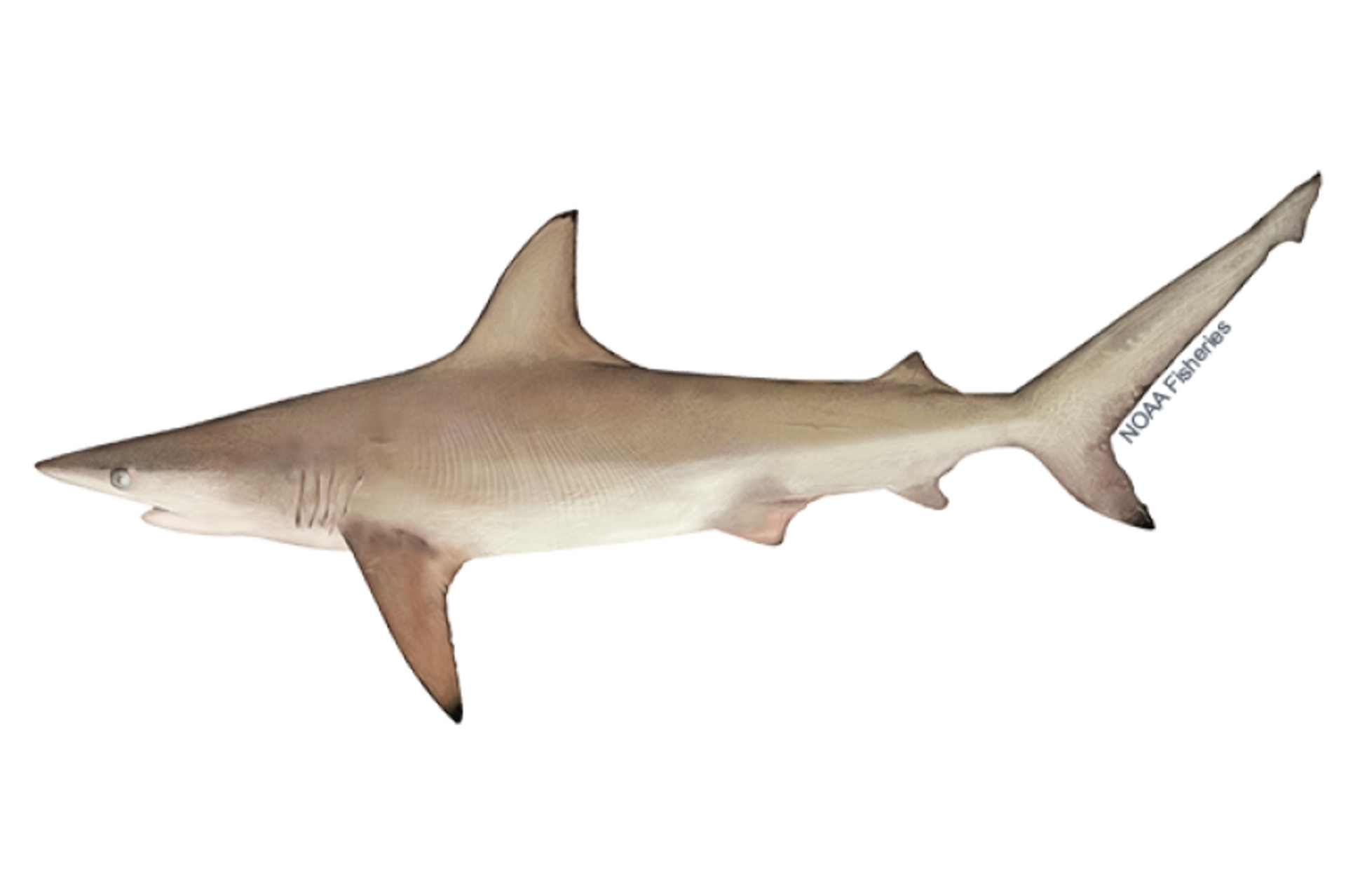 Blacktip